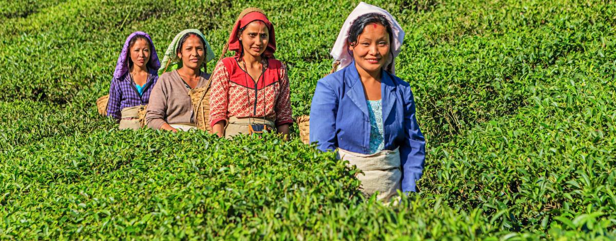 Du Golfe du Bengale au pied de l’Himalaya : De l’Orissa à Darjeeling