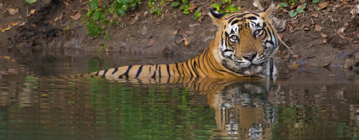 Sur la piste des tigres jusqu’à Kajuraho