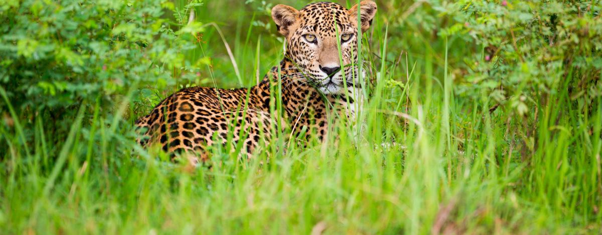 Séjour nature et aventure au Sri Lanka