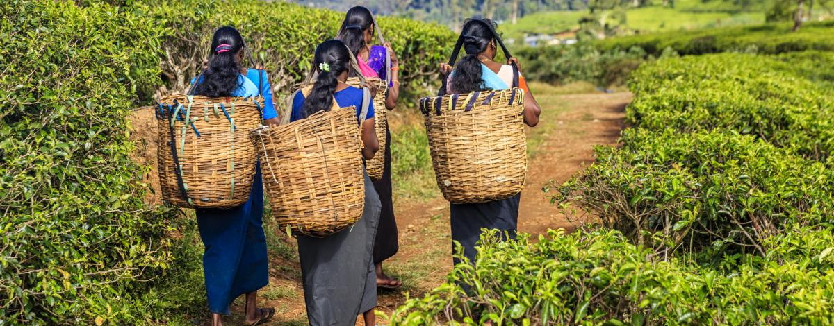 Charmes du Sri Lanka en dehors des sentiers battus