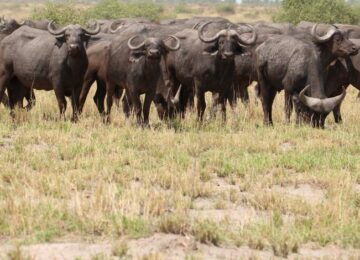 Safari au Botswana et au Zimbabwe en lodges de charme et Chutes Victoria