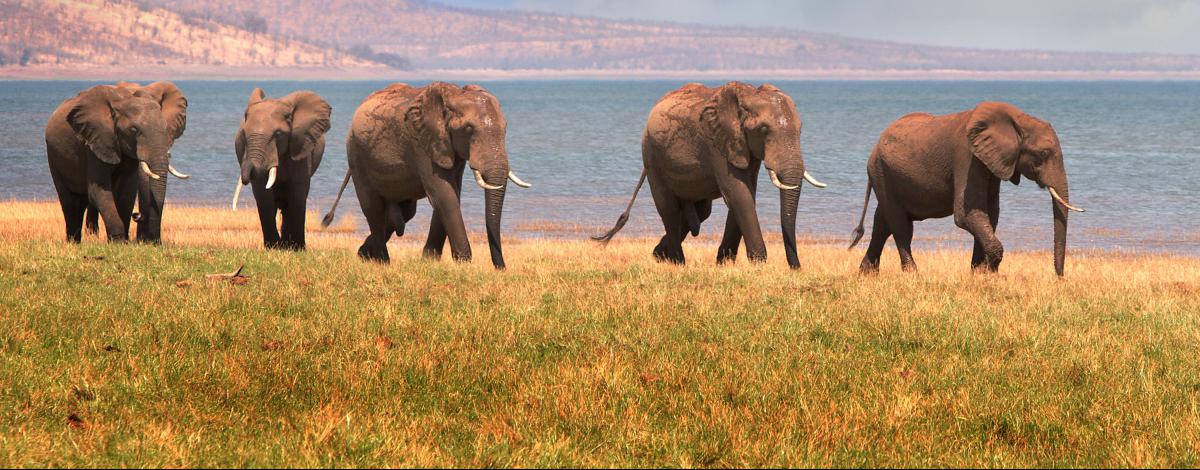 Impression du Zimbabwe et du Botswana