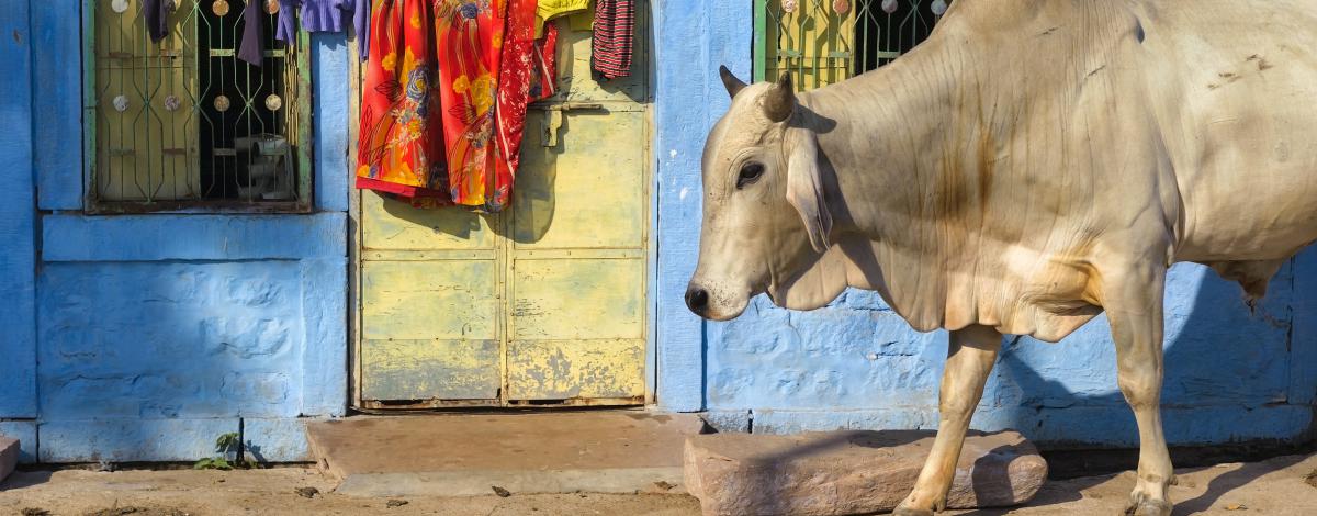 Circuit exclusif en petit groupe : couleurs du Rajasthan version charme