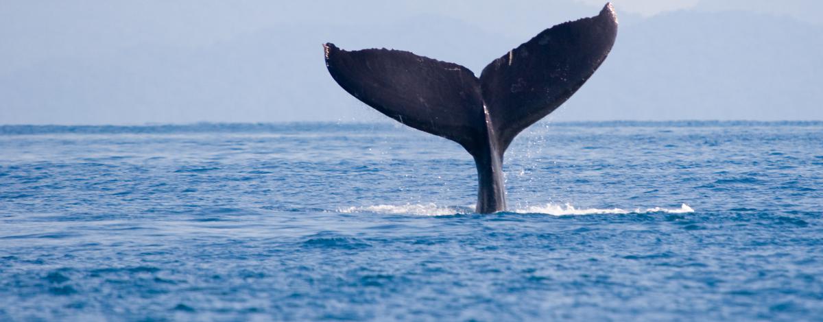 Le grand tour du Costa Rica en « mode slow » : de la mer des Caraïbes à l’Océan Pacifique