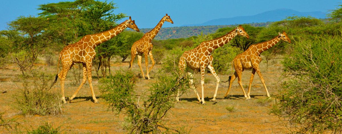 Safari en Tanzanie et plage à Zanzibar