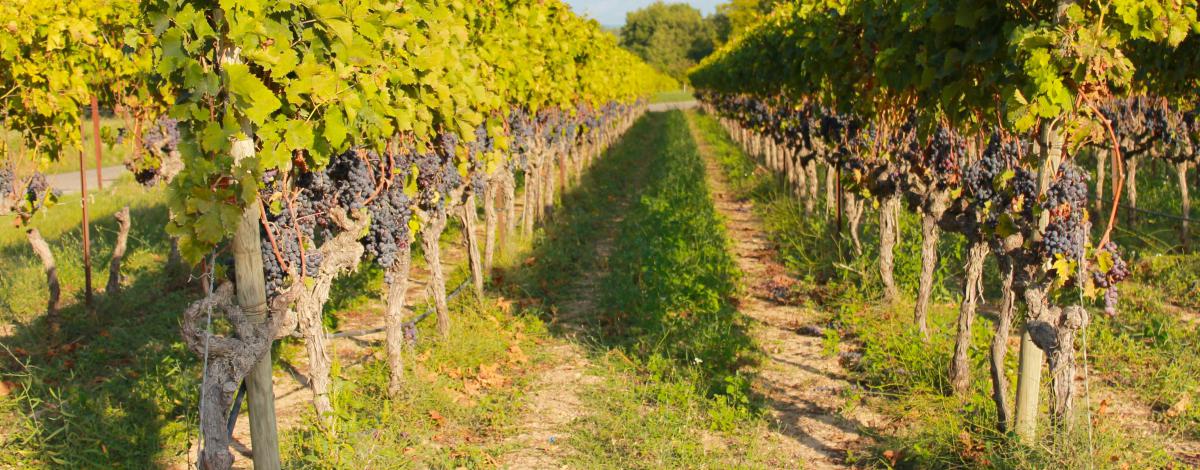 Bordeaux, ses vignobles et le Bassin d’Arcachon