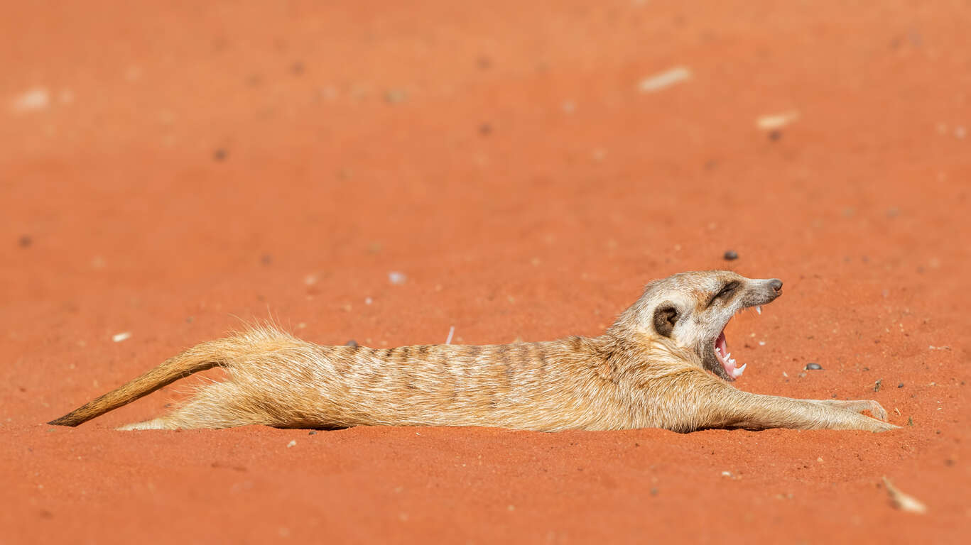 Voyage dans le désert du Kalahari sud-africain