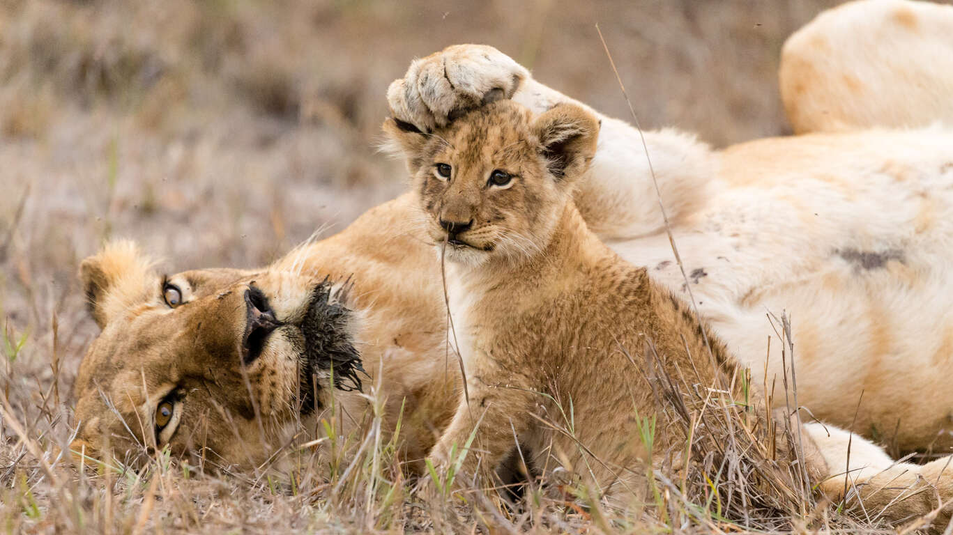 Voyage au Parc Kruger & Blyde River