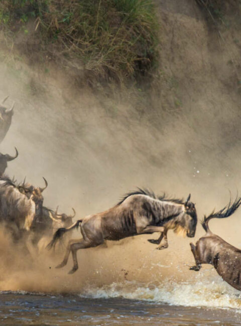 Serengeti, Ngorongoro, Kilimandjaro et le Nord de la Tanzanie
