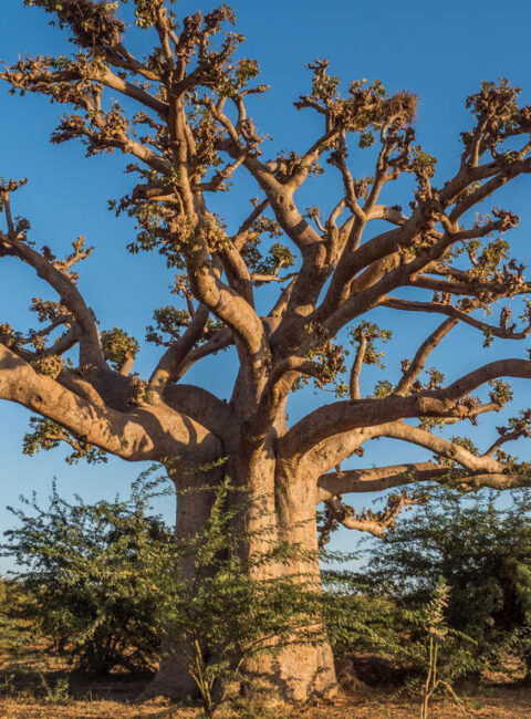 D'un baobab à l'autre en famille