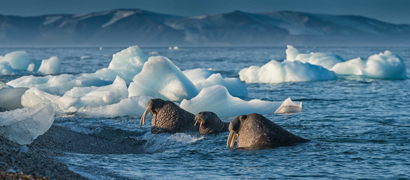 Croisière d’observation animalière au Svalbard