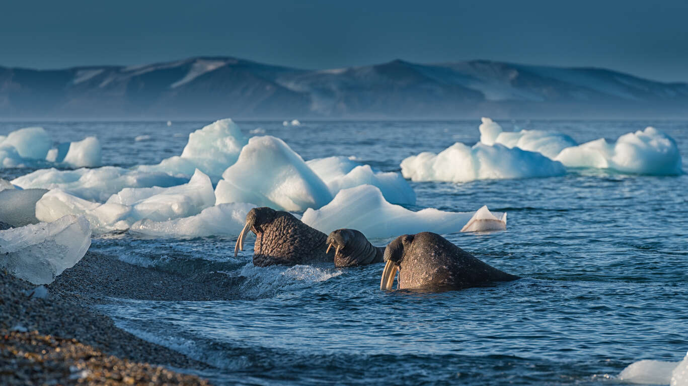 Croisière d’observation animalière au Svalbard