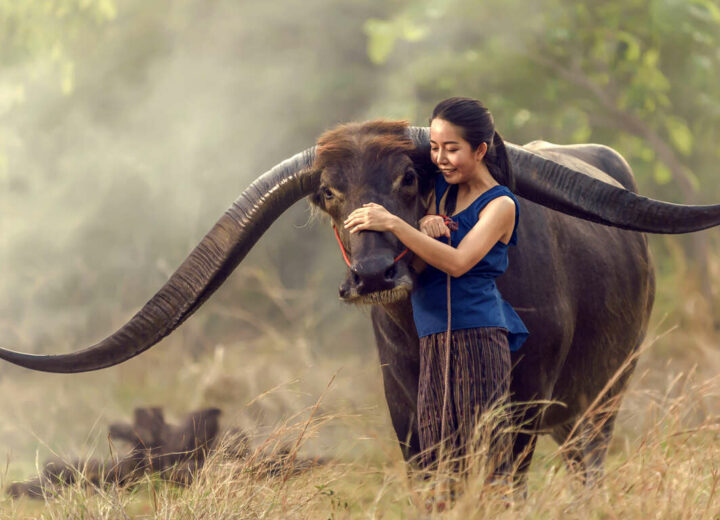 Immersion en Thaïlande