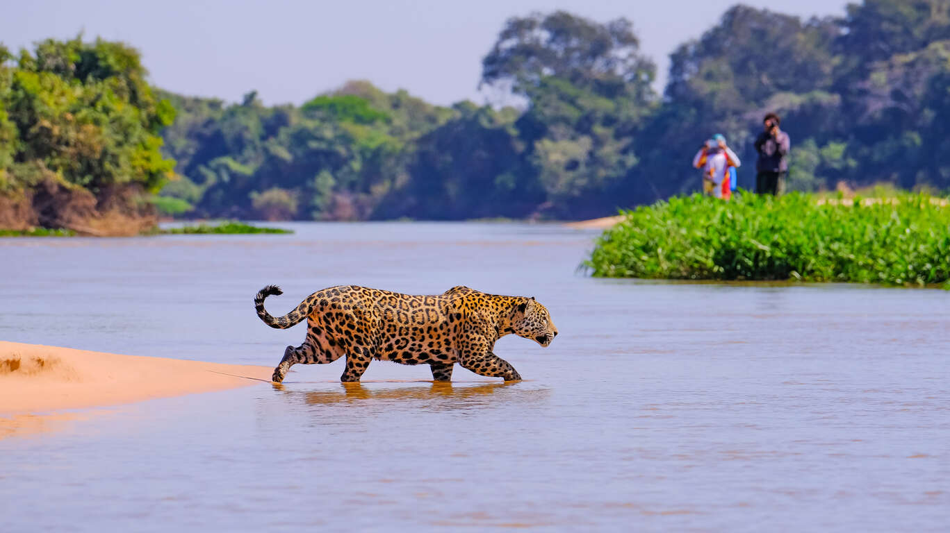 Voyage dans le Pantanal