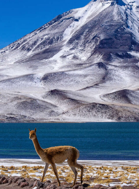 Le Chili en petit groupe : Patagonie et Atacama