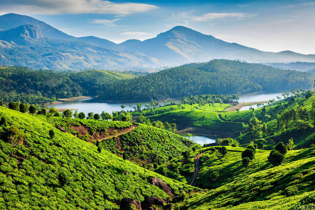 Plantation de thé, Kerala 