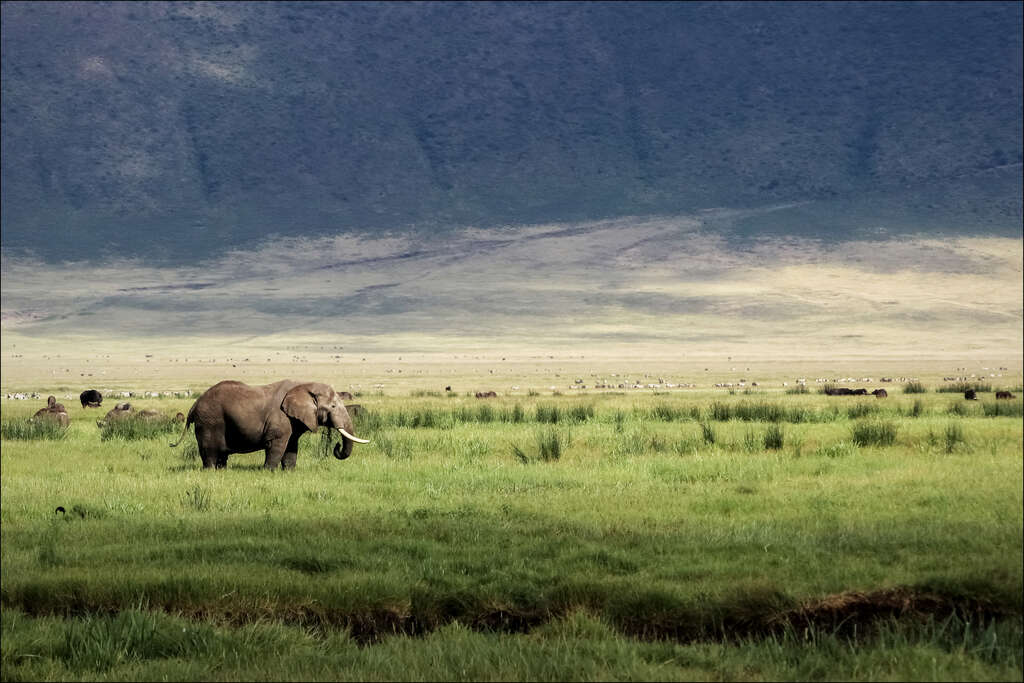 Cratère du Ngorongoro