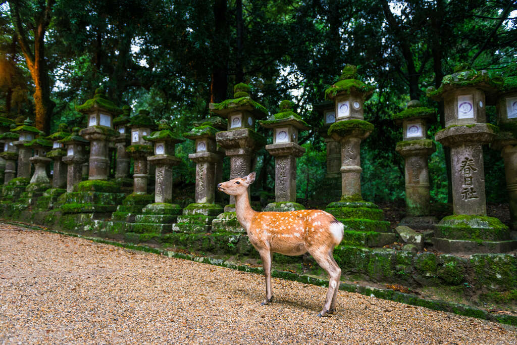 Daim à Nara