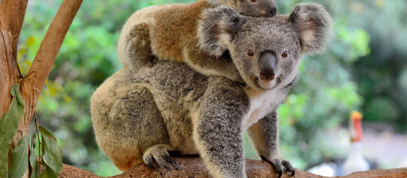 Voyage autotour en famille en Australie