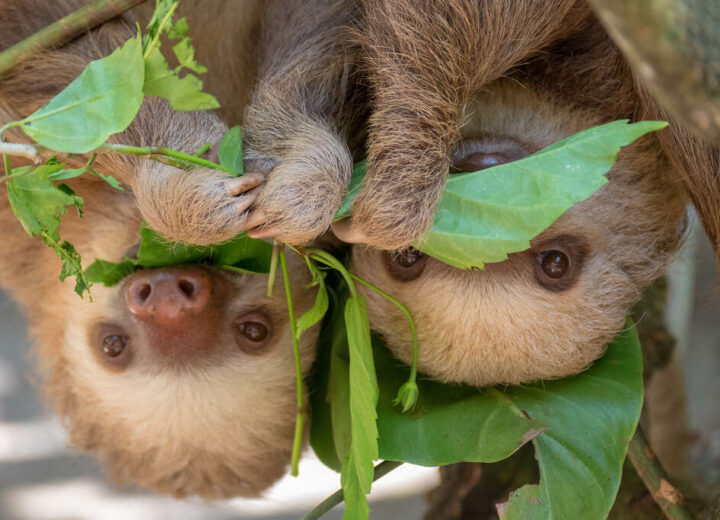Quand partir au Costa Rica ?