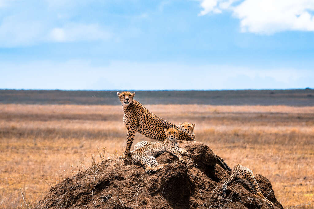 Parc national du Serengeti