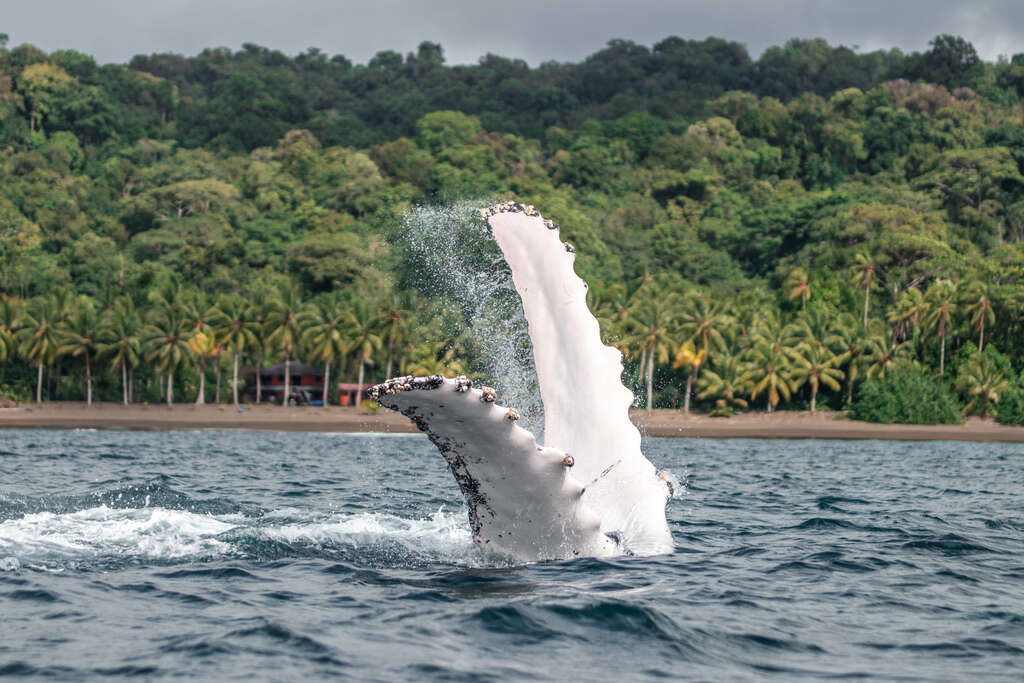 Nuqui, côte pacifique