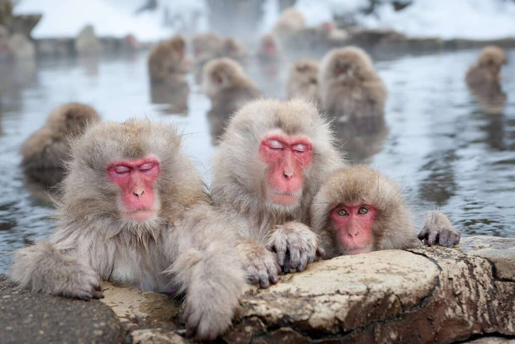 Singes se baignant dans un onsen à Nagano