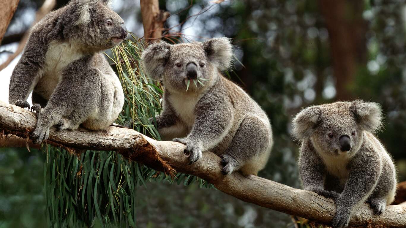 Autotour en famille en Australie