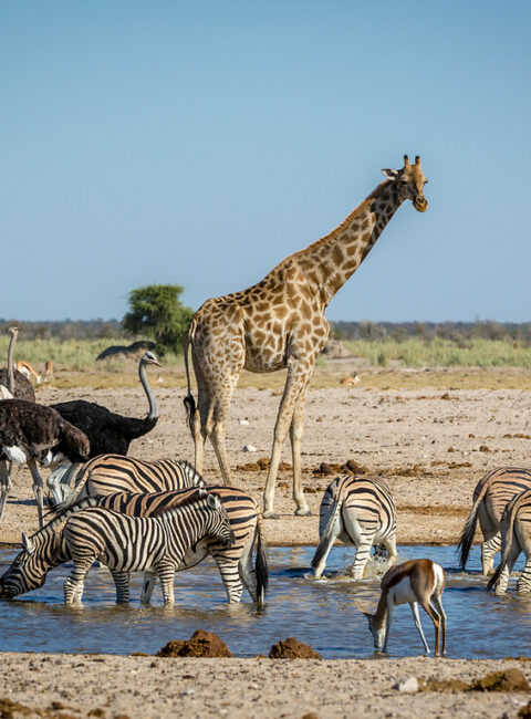 voyage namibie pas cher