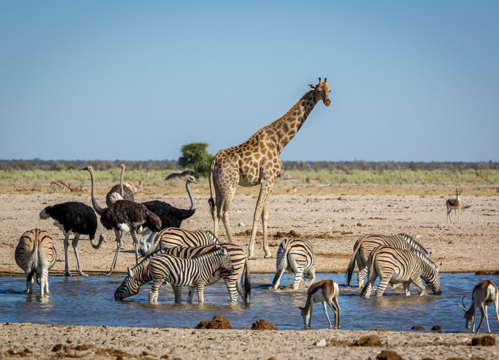 Que faire en Namibie : les incontournables du pays