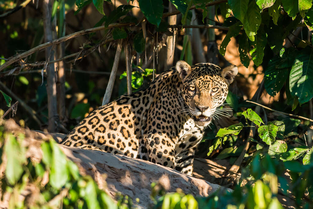 Jaguar, Amazonie péruvienne
