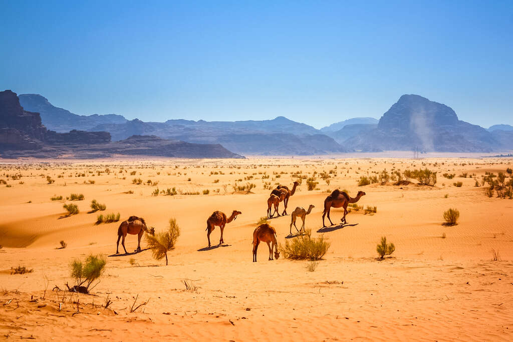 Désert du Wadi Rum