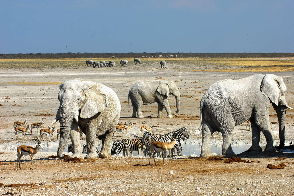 Parc national d'Etosha