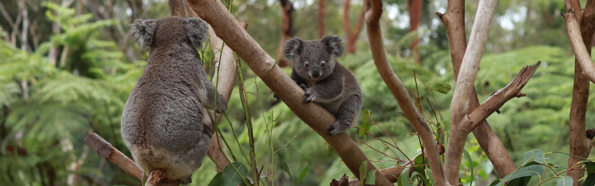 Voyage autotour en famille en Australie
