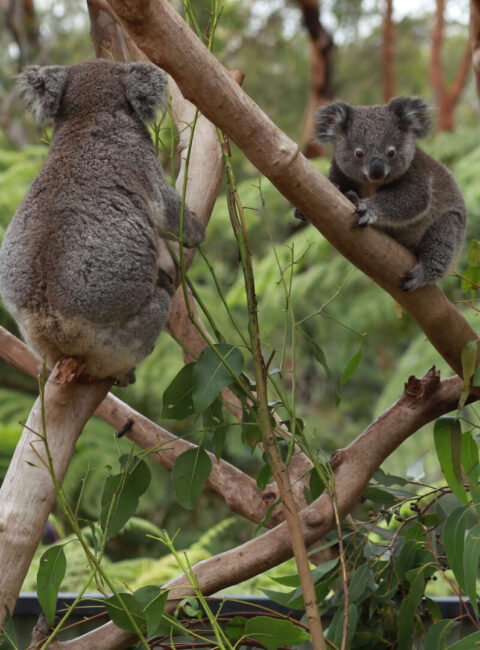 Safari Australien en famille : rencontres sauvages et terres sacrées