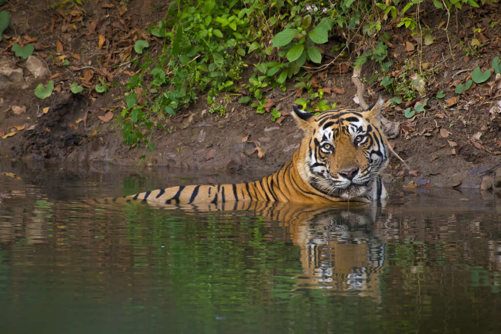 Ranthambhore National Park