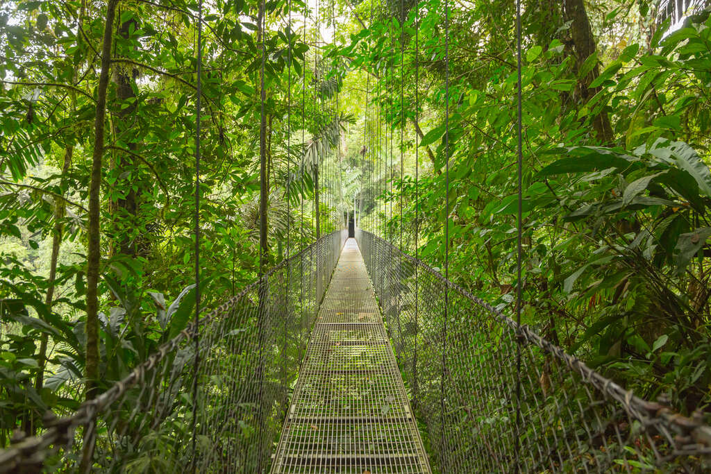 Pont suspendu, forêt tropicale
