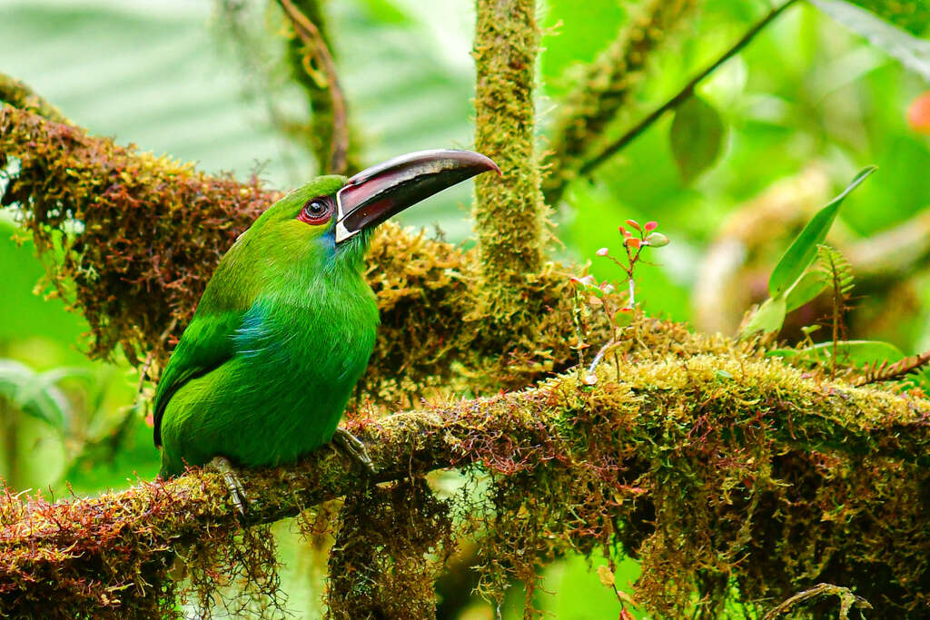 Forêt de Mindo Equateur