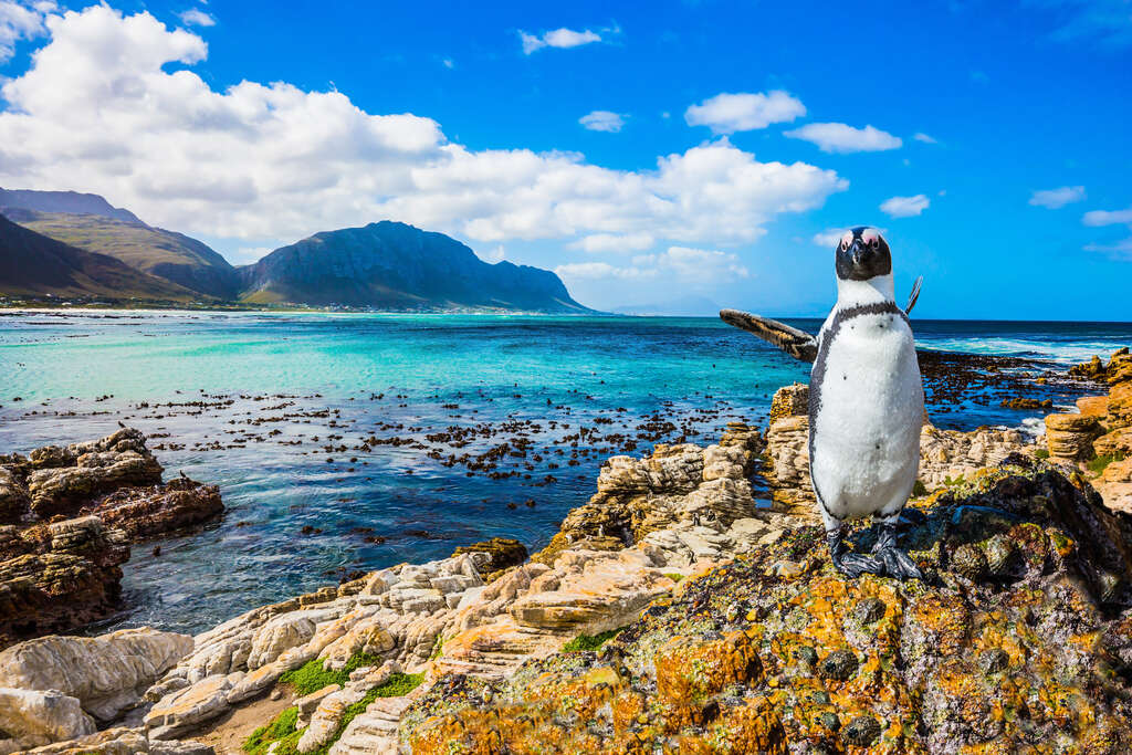 Manchot du Cap, Afrique du Sud