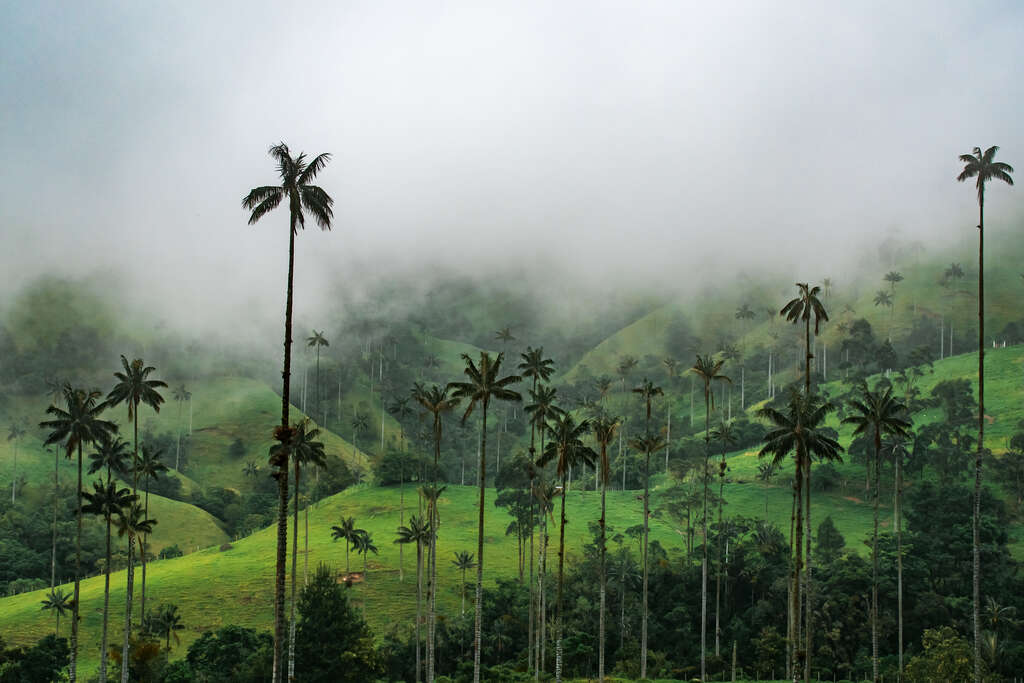 Vallée de Cocora