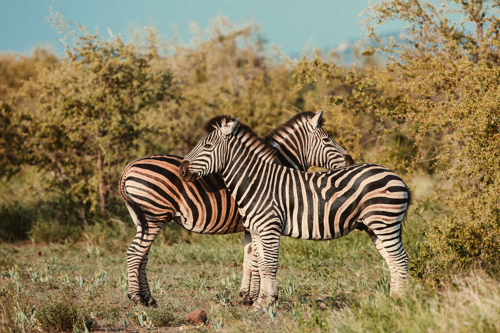 Zèbres dans le parc Kruger