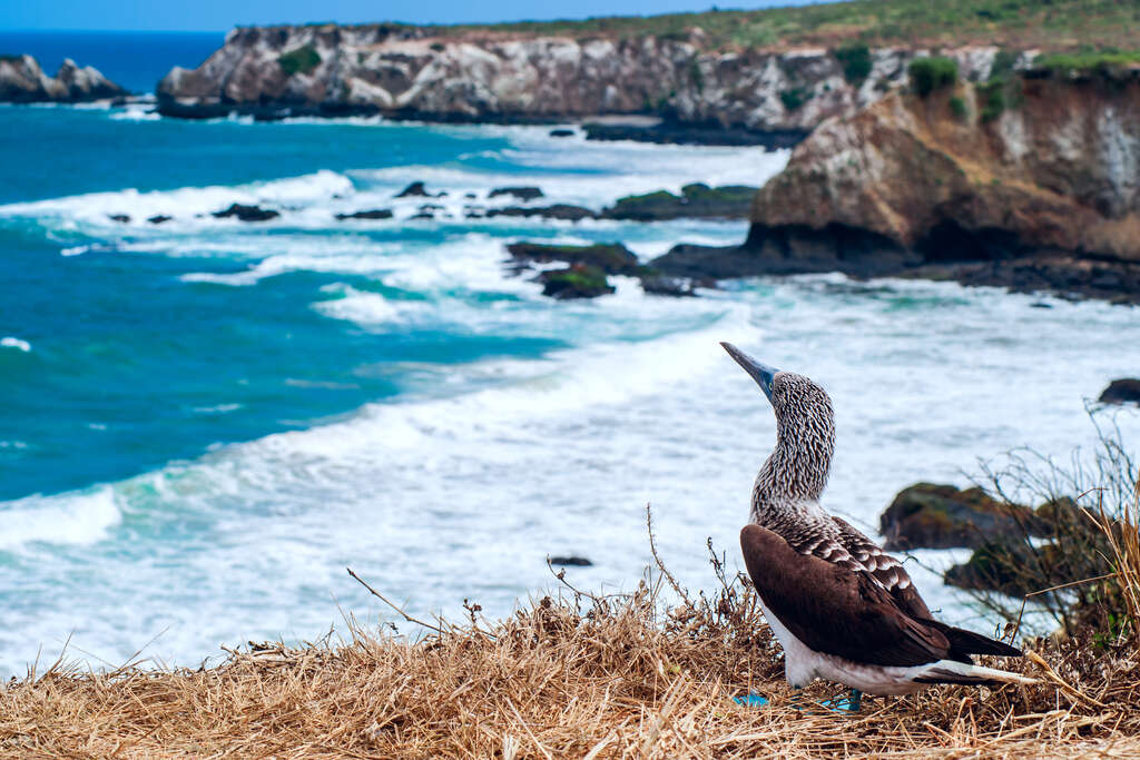 Iles Galapagos, Equateur