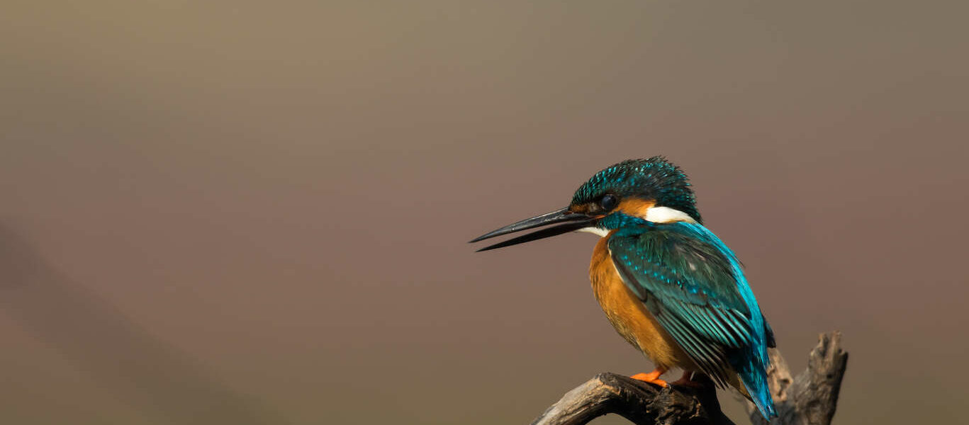Découverte photographique des oiseaux et des tigres