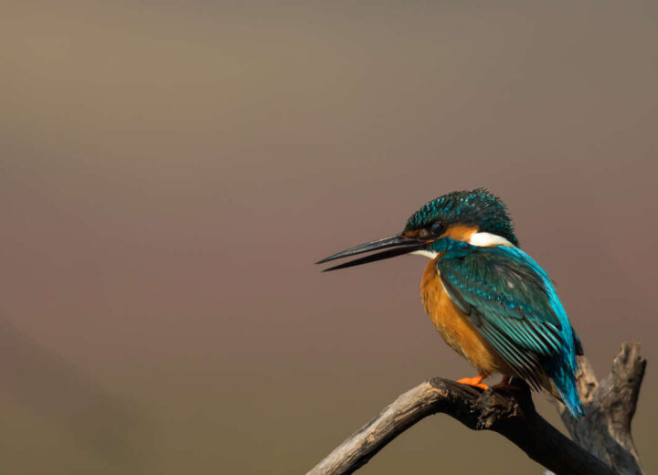 Découverte photographique des oiseaux et des tigres