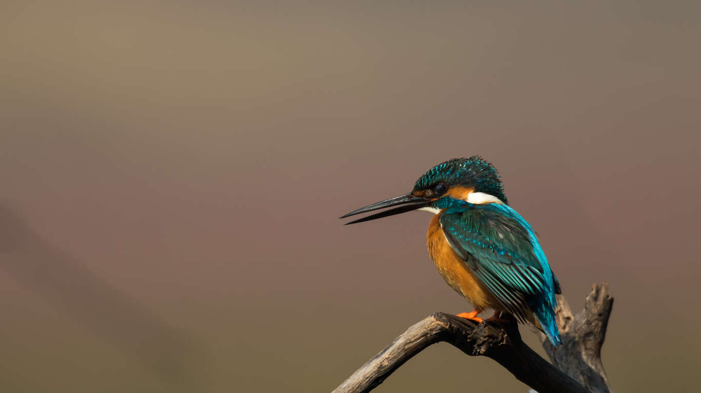 Découverte photographique des oiseaux et des tigres 