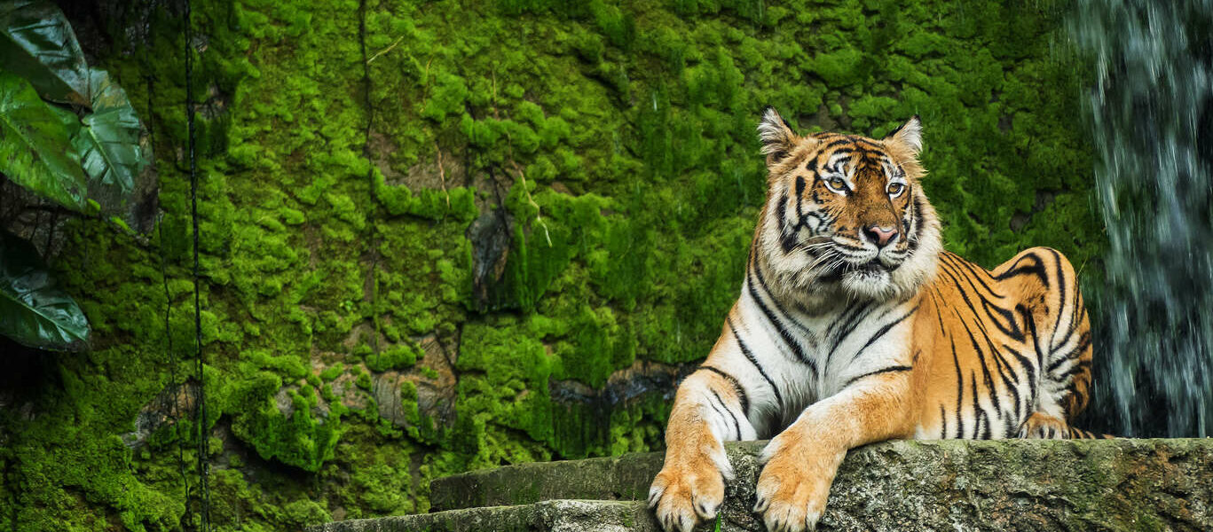 Voyage photo à la recherche du tigre du Bengale