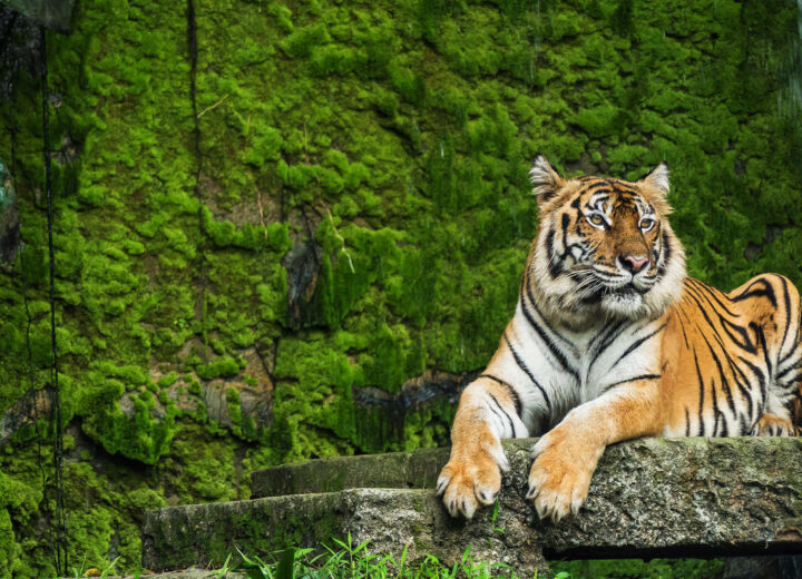 Voyage photo à la recherche du tigre du Bengale