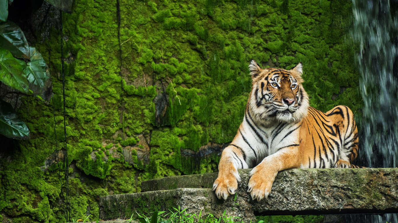 Voyage photographique à la poursuite du tigre du Bengale
