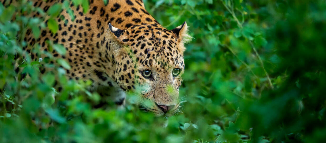 Safaris et vie sauvage du Madhya Pradesh