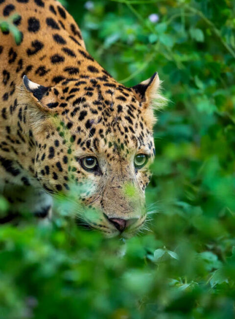 Safaris et vie sauvage du Madhya Pradesh
